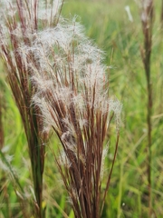 Andropogon bicornis