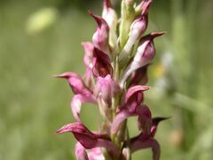 Anacamptis coriophora fragrans