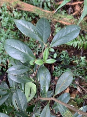 Symplocos macrostroma