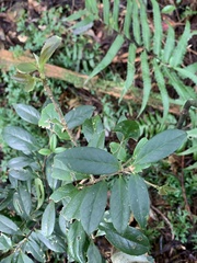 Symplocos macrostroma