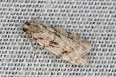 Scoparia emmetropis