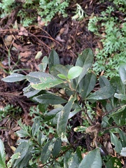 Symplocos macrostroma