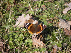 Vanessa atalanta