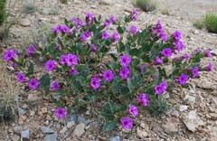 Mirabilis multiflora pubescens