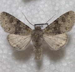 Polymixis rufocincta