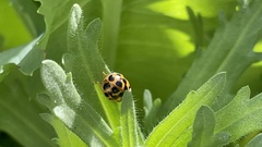 Harmonia axyridis
