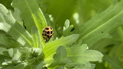 Harmonia axyridis