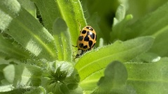 Harmonia axyridis