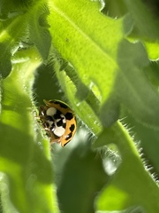 Harmonia axyridis