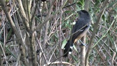 Thamnophilus caerulescens