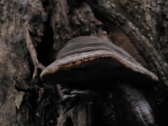 Fomitopsis schrenkii