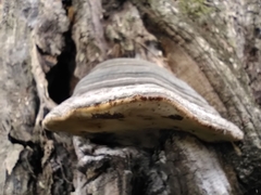 Fomitopsis schrenkii