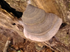 Fomitopsis schrenkii