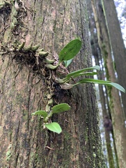 Bulbophyllum pectinatum
