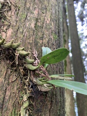 Bulbophyllum pectinatum