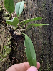 Bulbophyllum pectinatum