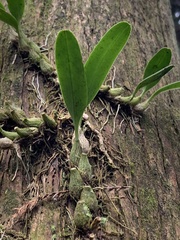 Bulbophyllum pectinatum