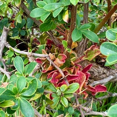 Puccinia magellanica