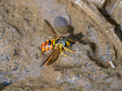 Chrysotoxum triarcuatum