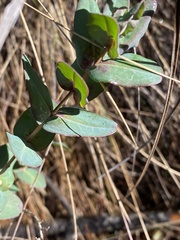 Hypericum myrtifolium