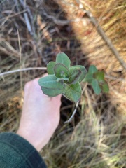 Hypericum myrtifolium