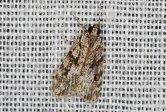 Scoparia emmetropis