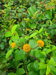 Tilesia baccata