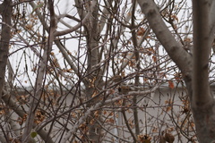 Passer montanus