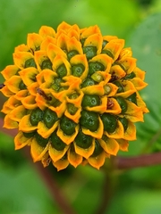 Tilesia baccata
