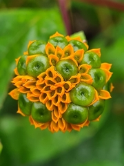 Tilesia baccata
