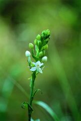 Habenaria monorrhiza