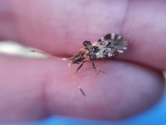 Centrocoris variegatus