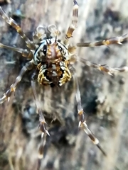 Megabunus diadema