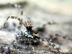 Megabunus diadema