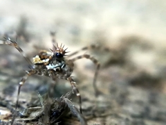 Megabunus diadema