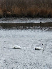 Cygnus columbianus