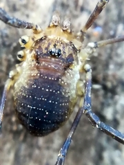 Oligolophus hanseni