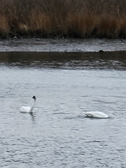 Cygnus columbianus