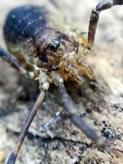 Oligolophus hanseni
