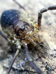 Oligolophus hanseni