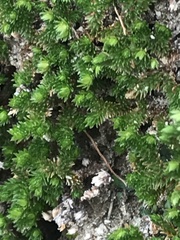 Selaginella eremophila