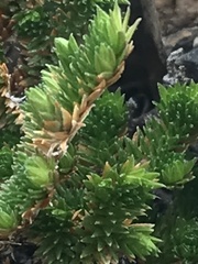 Selaginella eremophila