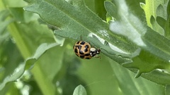 Harmonia axyridis