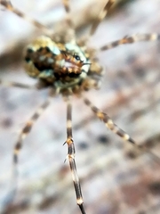 Megabunus diadema