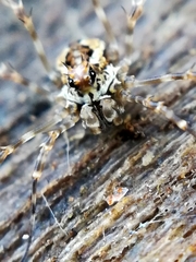 Megabunus diadema
