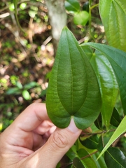 Dioscorea cordata