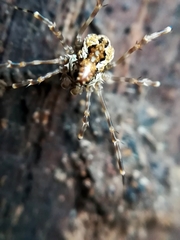 Megabunus diadema