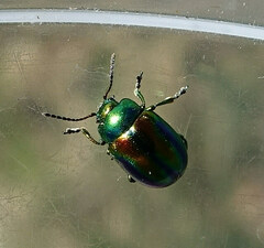 Chrysolina fastuosa