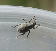 Strophosoma capitatum