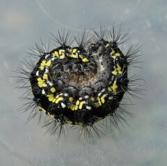 Callimorpha dominula